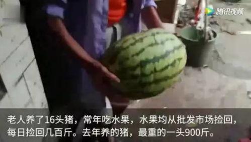 吃瓜视频吃水果,吃瓜视频教你轻松享受水果美味时光