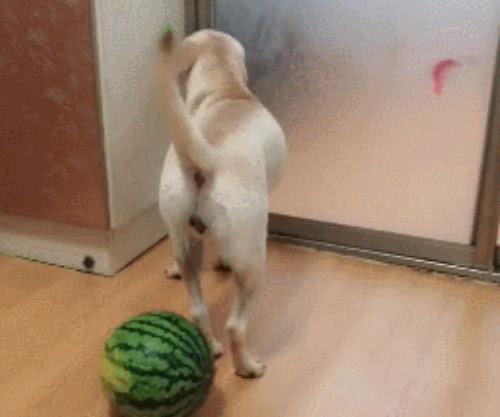 狗狗可以吃切瓜吗视频讲解,切瓜视频讲解解析