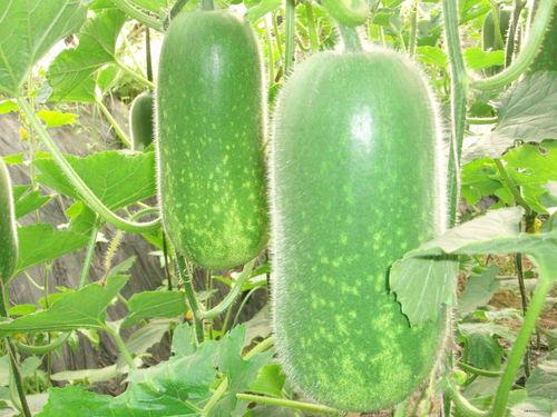 博雅吃瓜照片视频大全,照片视频大盘点